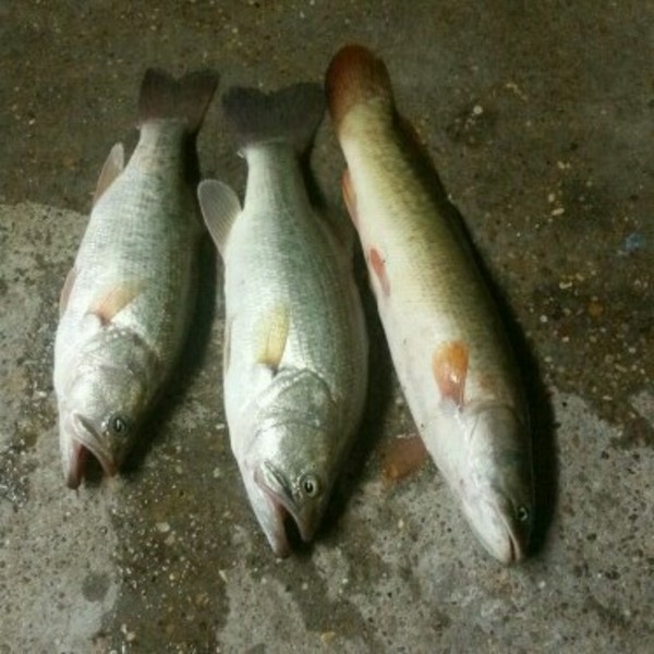 A photo of da_hecda's catch