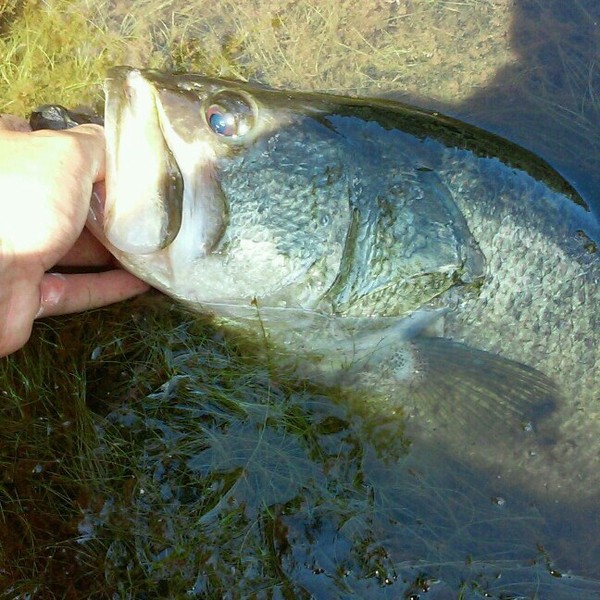 A photo of NoFloFishing17's catch