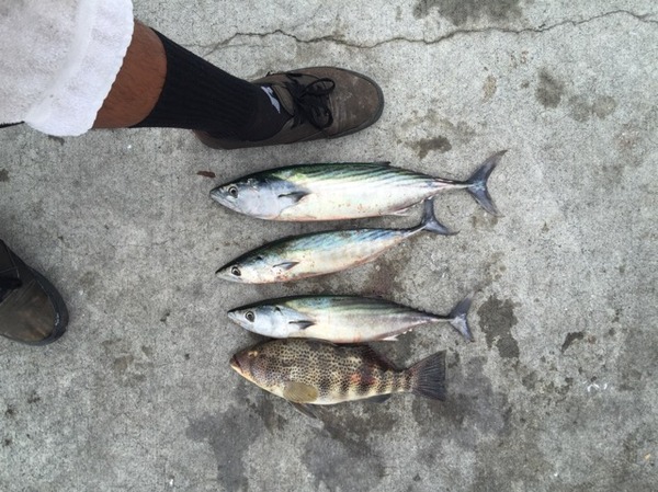 A photo of TazmanianChris's catch