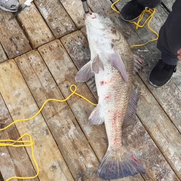 A photo of Matthew O's catch