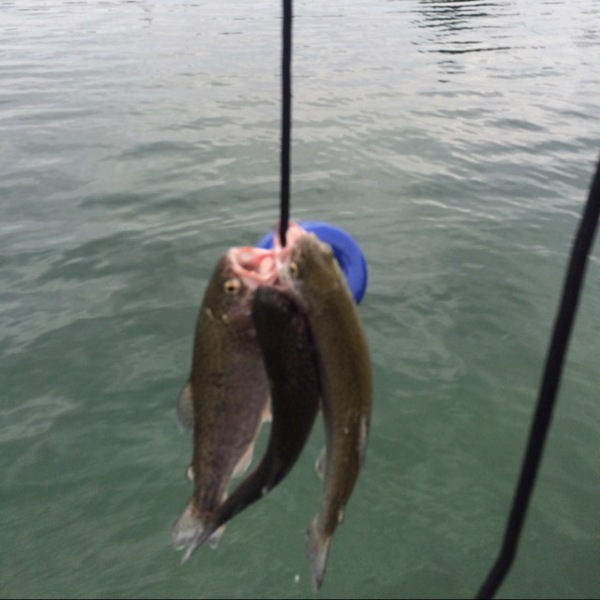 A photo of Matthew O's catch