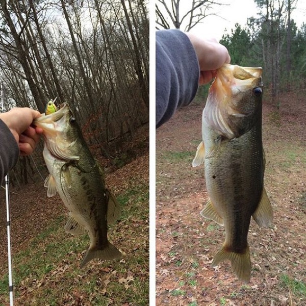 A photo of Bigcountry700's catch