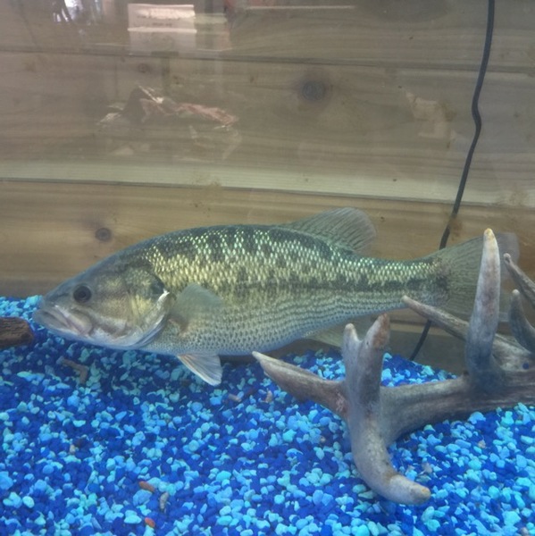 A photo of Robert Bandy's catch
