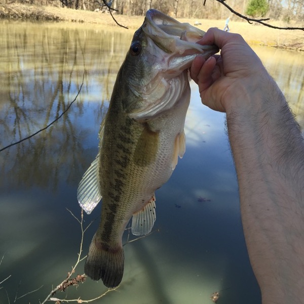 A photo of coolguychris's catch