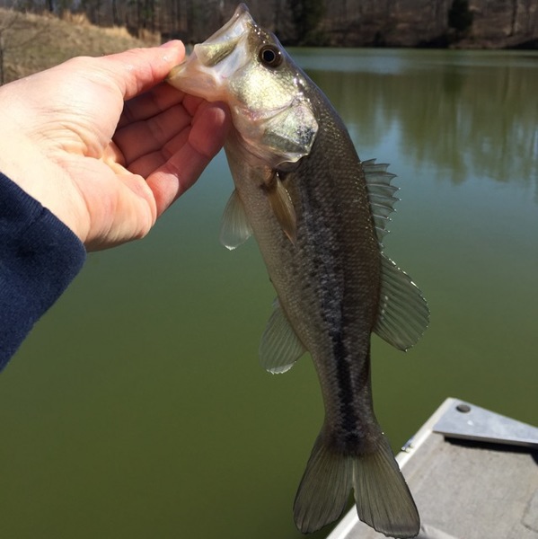 A photo of coolguychris's catch