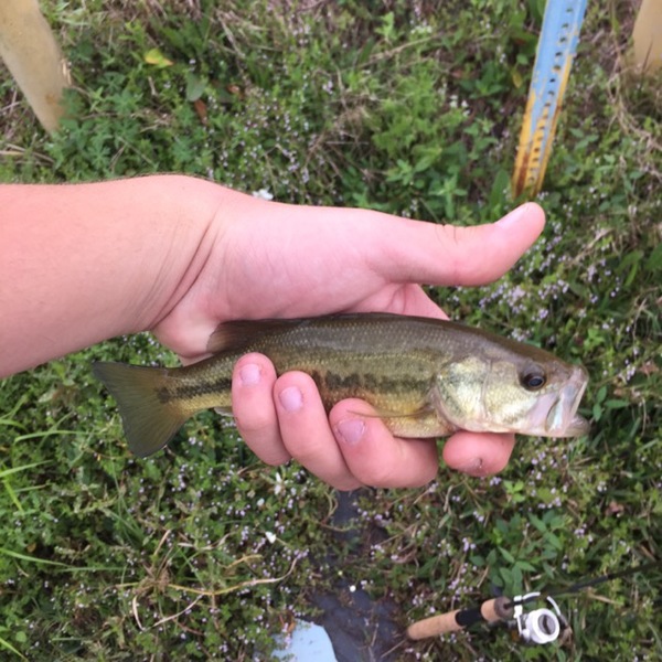 A photo of _hbomb_1201_'s catch