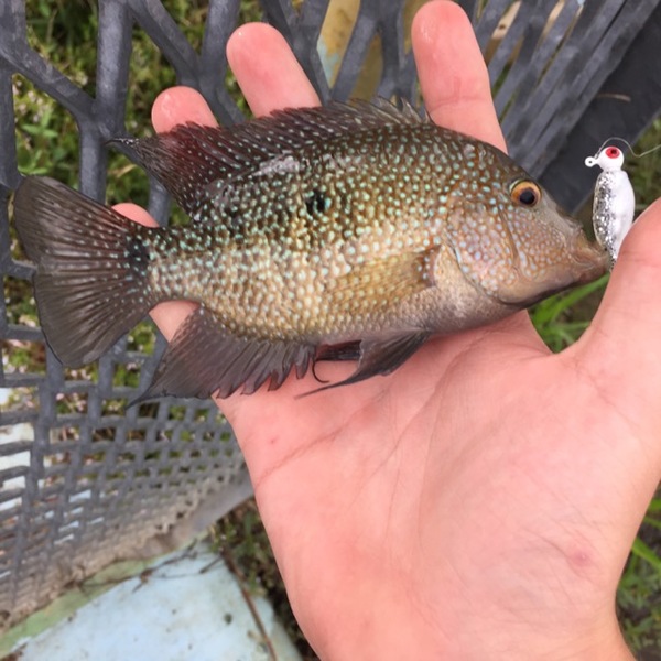A photo of _hbomb_1201_'s catch