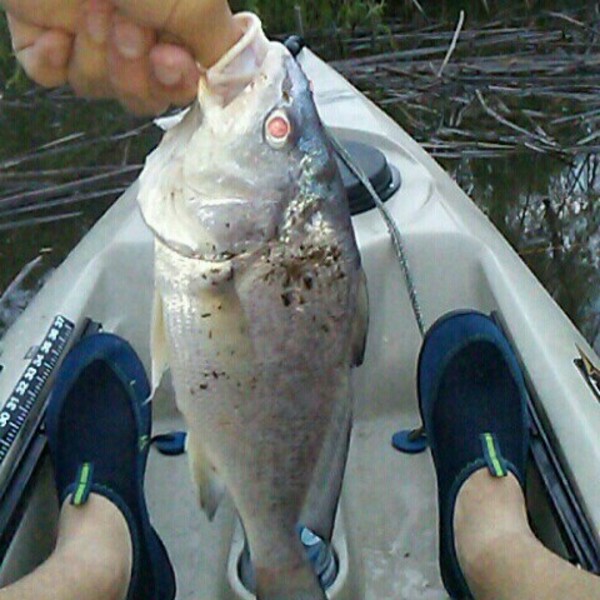 A photo of da_hecda's catch