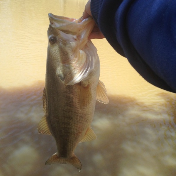 A photo of lip_ripper_since_2002's catch