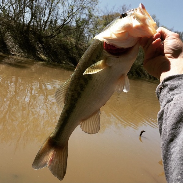 A photo of coolguychris's catch