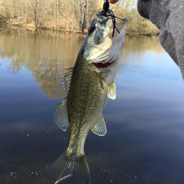 A photo of coolguychris's catch