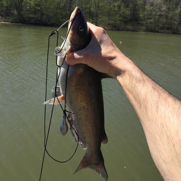 A photo of coolguychris's catch