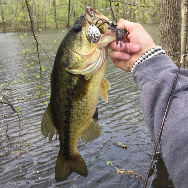 A photo of coolguychris's catch