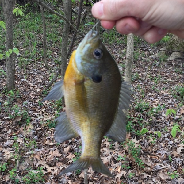 A photo of coolguychris's catch