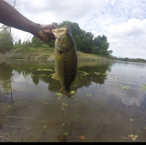 A photo of ajax's catch