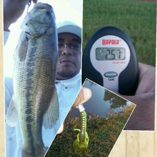 A photo of MrMahi's catch
