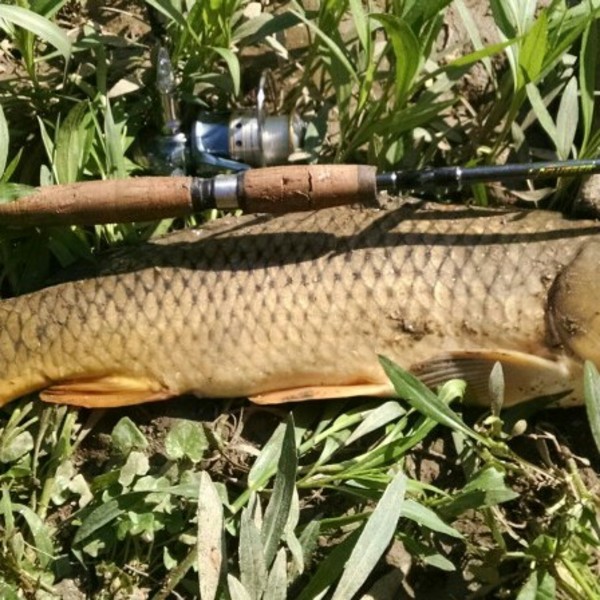 A photo of Just Fish's catch