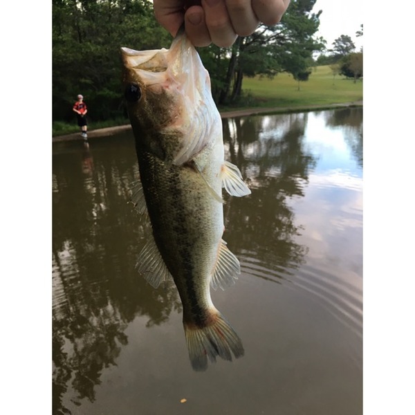 A photo of _Satterfield's catch