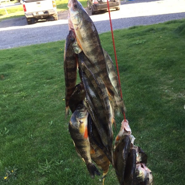 A photo of zbrody70's catch