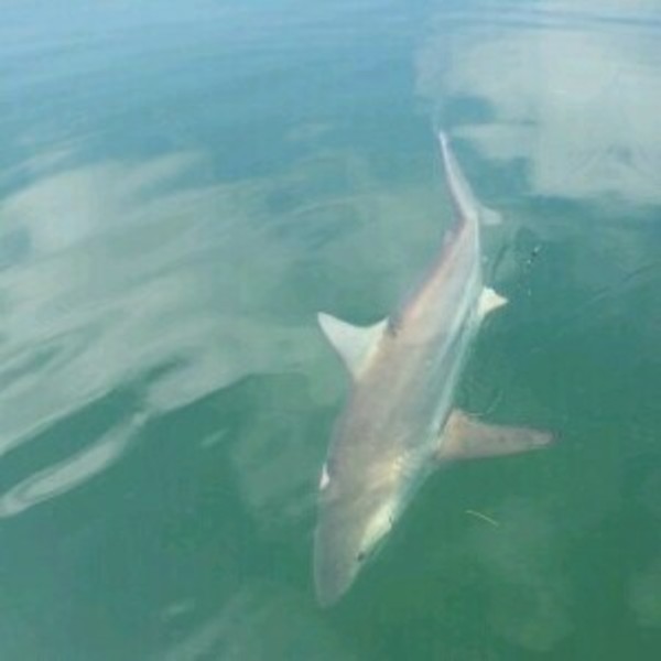 A photo of Ken's catch