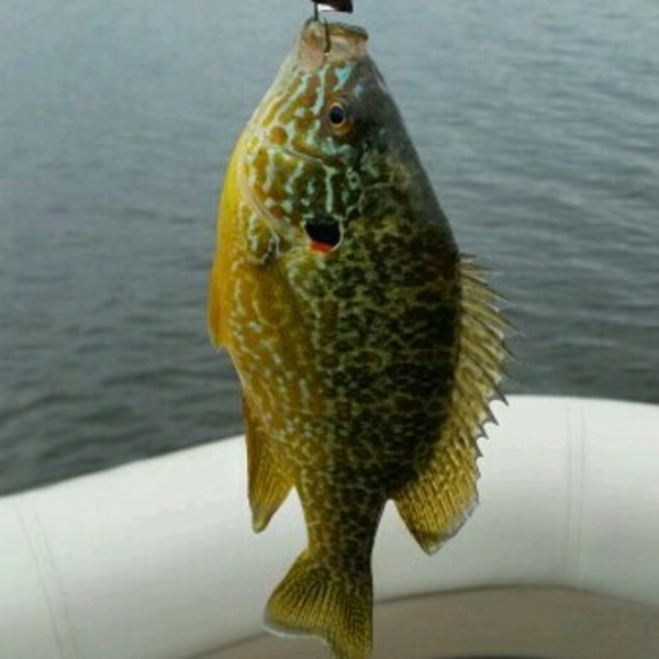 A photo of fishingmobile's catch