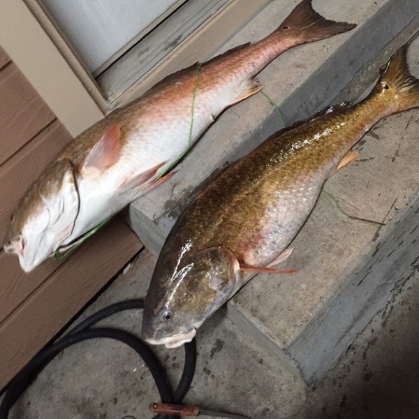 A photo of David  Acosta 's catch