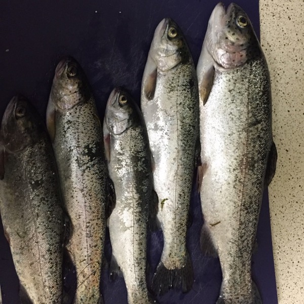 A photo of Laymon's catch