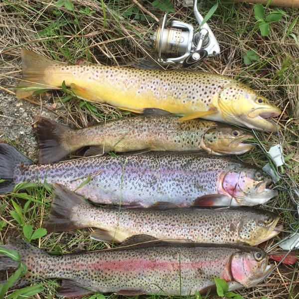 A photo of zbrody70's catch