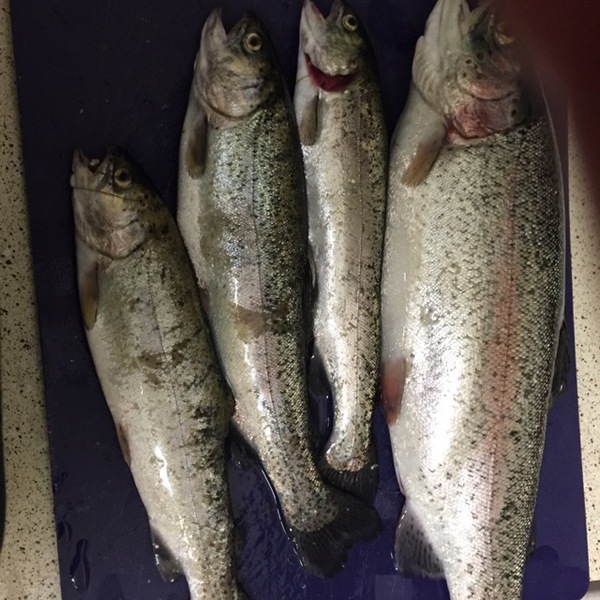 A photo of Laymon's catch