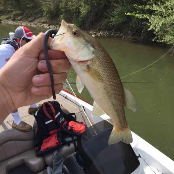 A photo of nick vojtek's catch