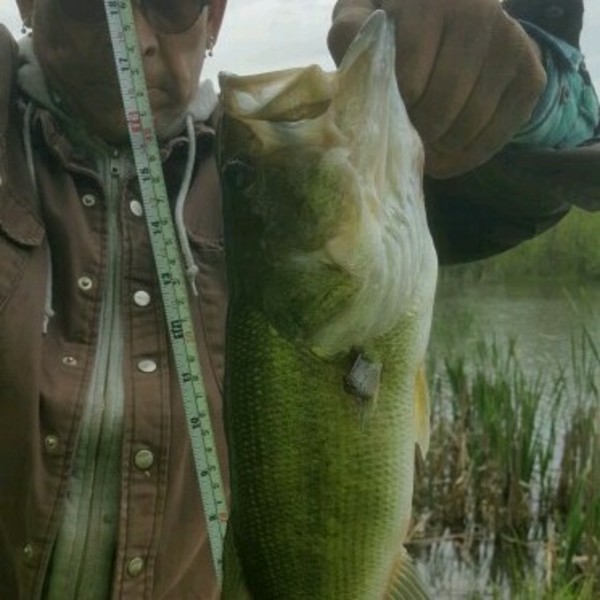 A photo of Chrismac79's catch