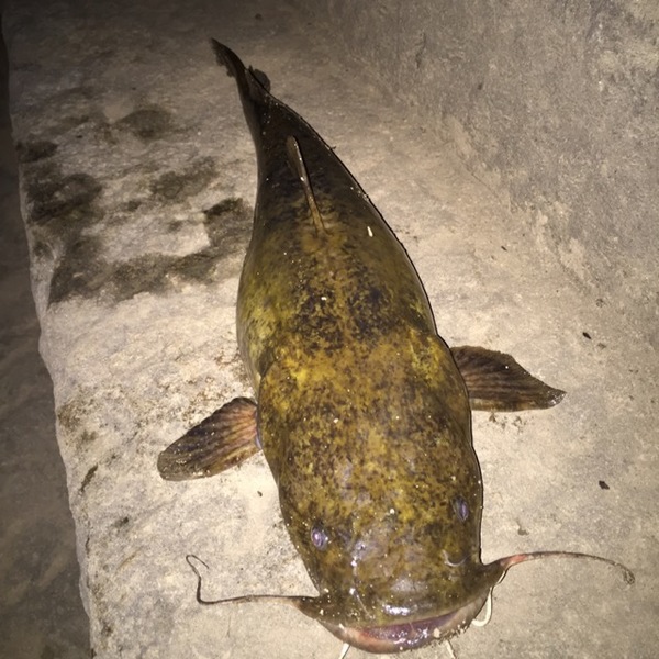A photo of KnightCrawler22's catch
