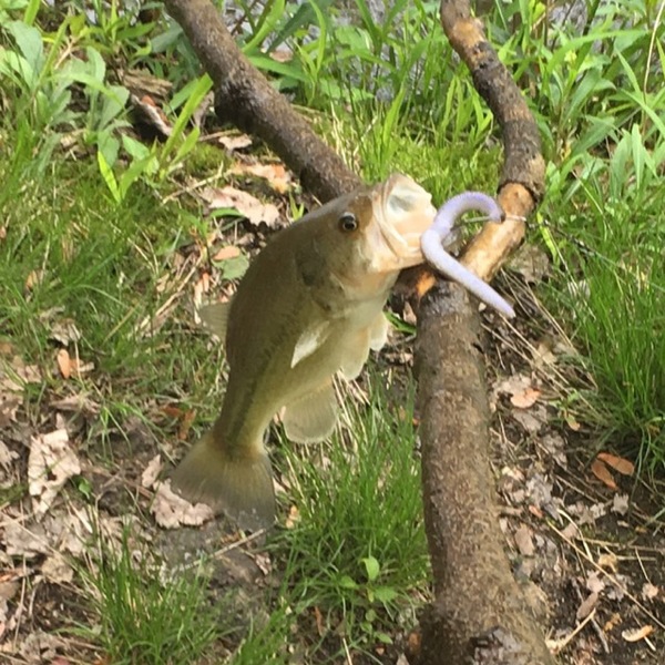 A photo of Greg  Naphys's catch