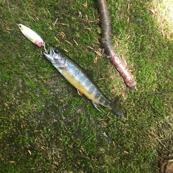 A photo of bkocsis10's catch