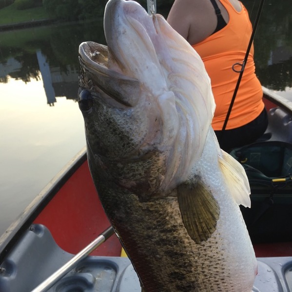 A photo of NJDevilsFan's catch