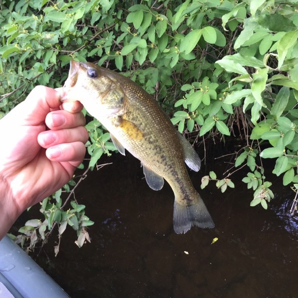 A photo of bkocsis10's catch