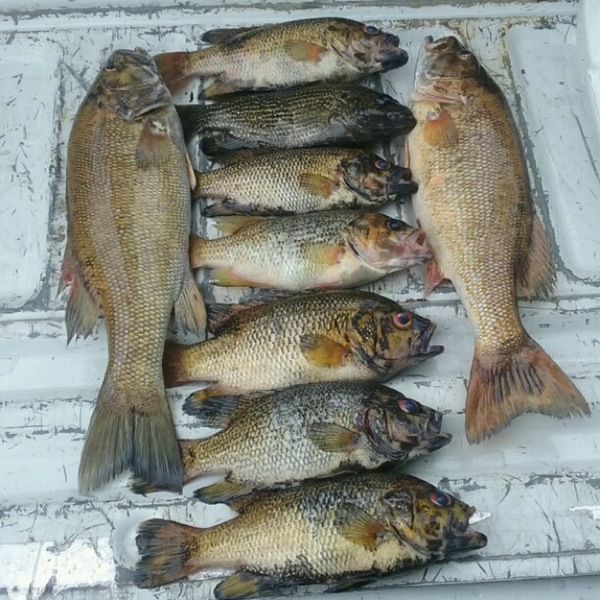 A photo of buzz1's catch