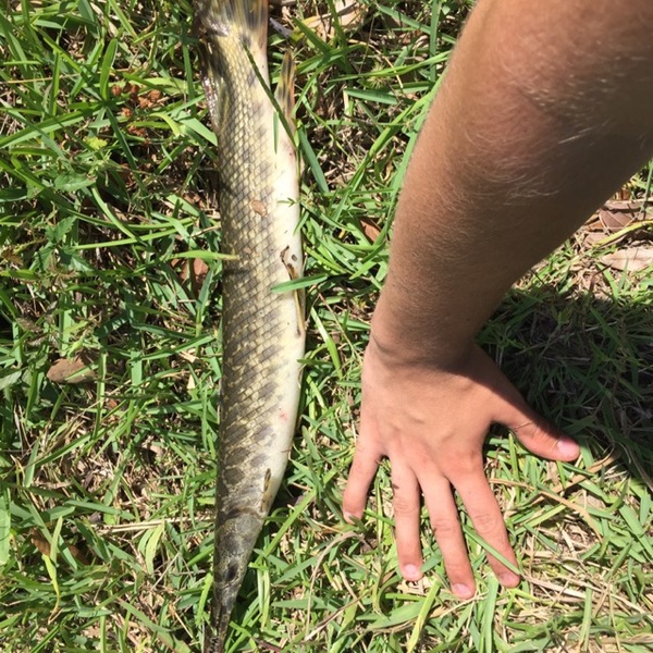 A photo of _hbomb_1201_'s catch