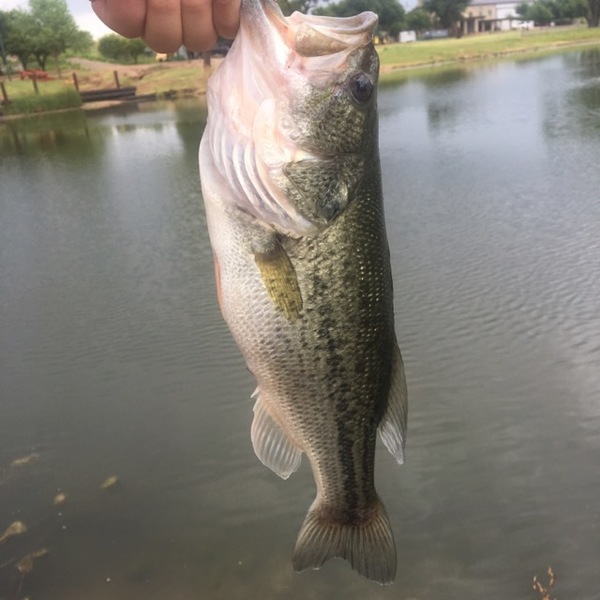 A photo of bristerconser05's catch