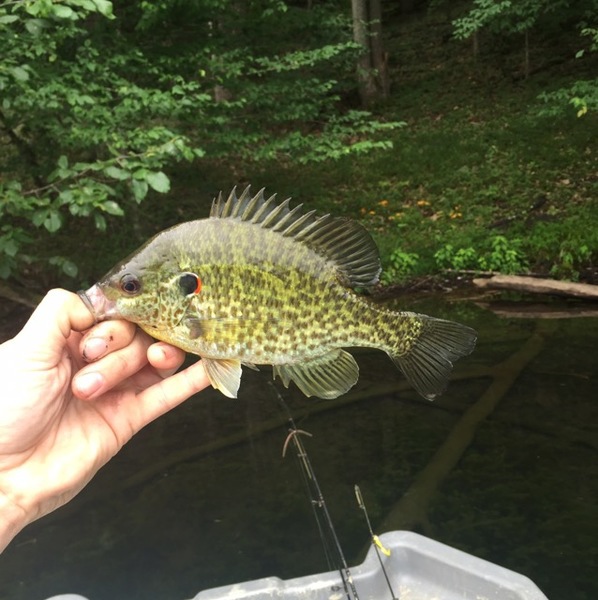 A photo of Jesse Webb's catch