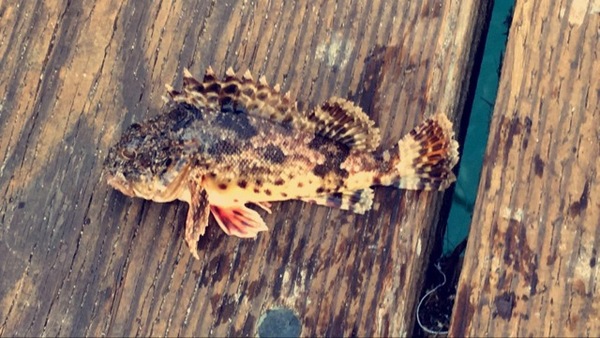 A photo of lizb1613's catch