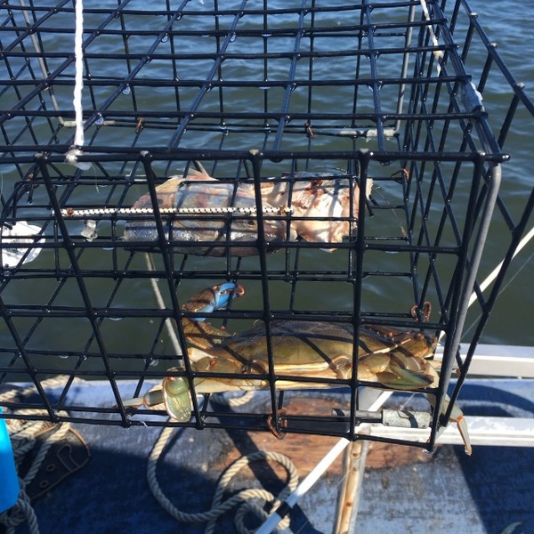 A photo of FishingBro101's catch
