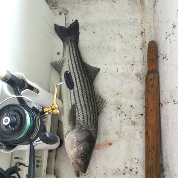 A photo of chippy0438's catch