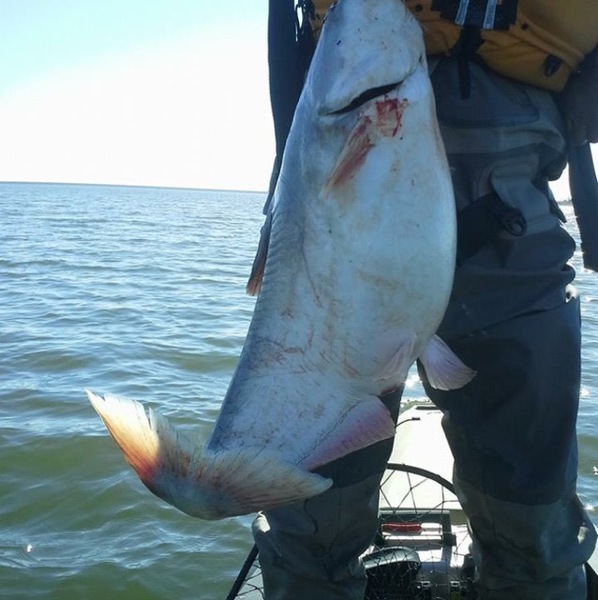 Caught a Blue Catfish on Lake Lavon