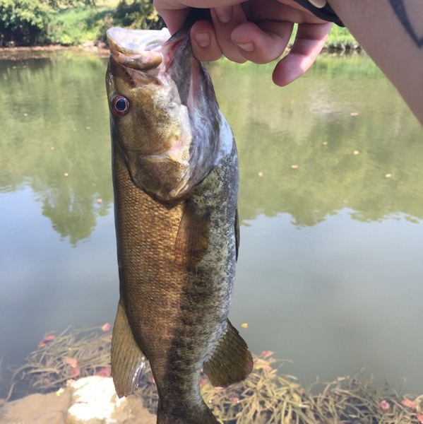 A photo of loganham1's catch