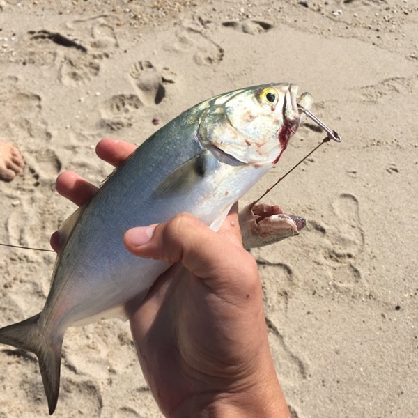 A photo of Peyton  Dalatri's catch