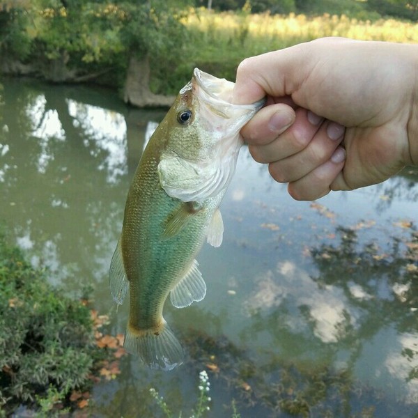 A photo of TennesseeVolfisher's catch