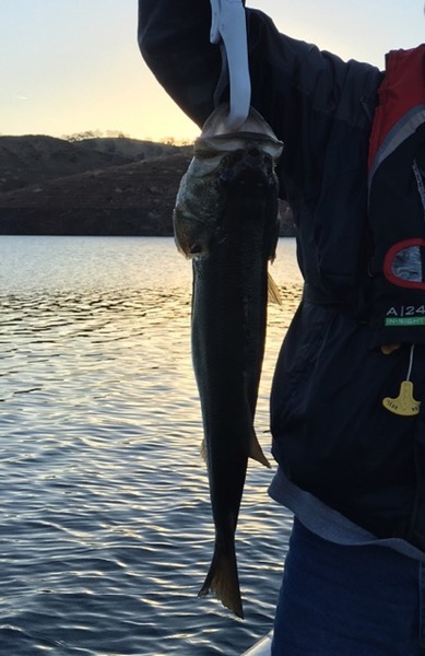 A photo of flandfish's catch
