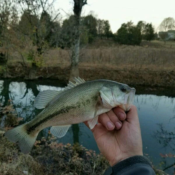 A photo of TennesseeVolfisher's catch