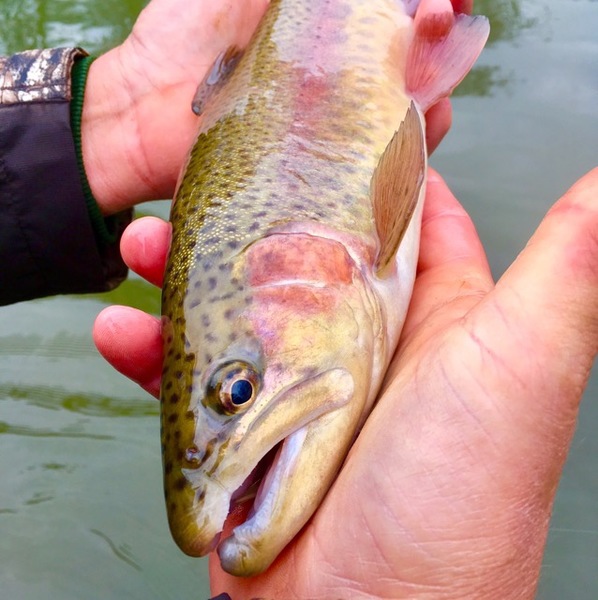 A photo of Chris Skinner's catch